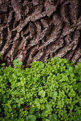 Texture from grass and tree bark. Greenery background. Green field with grass 