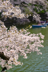 東京都千代田区九段にある千鳥ケ淵に咲く桜