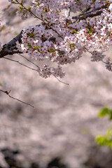 東京都千代田区九段にある千鳥ケ淵に咲く桜