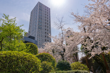 東京都港区乃木坂にある乃木神社に咲く桜