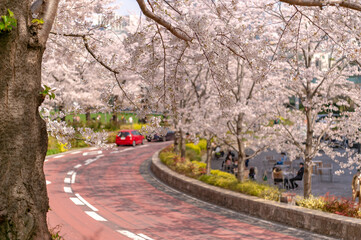 東京都港区六本木にある東京ミッドタウン周辺に咲く桜