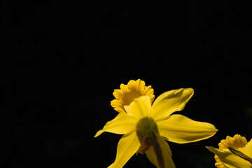 Dramatic closeup of bright yellow daffodils in full sun against a dark background
