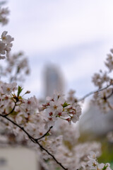 東京都新宿区西新宿にある新宿中央公園に咲く桜