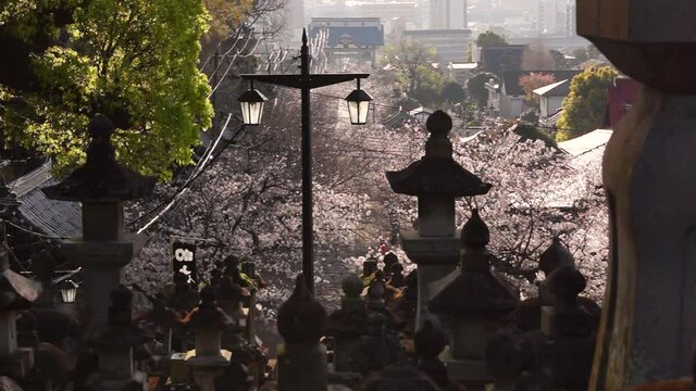 朝日に反射する本妙寺の桜