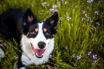 Border collie enjoying a field with purple flowers, portrait of a trained dog  