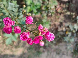 pink and white flowers