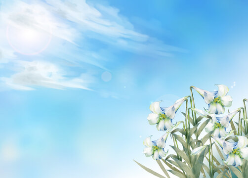 ユリの花と青空の風景