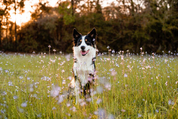 Border collie enjoying a field with purple flowers, portrait of a trained dog   - obrazy, fototapety, plakaty