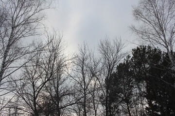 black tree branches bare crowns against a gray sky depressing nature