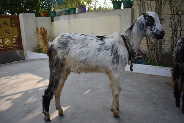 black and white goat