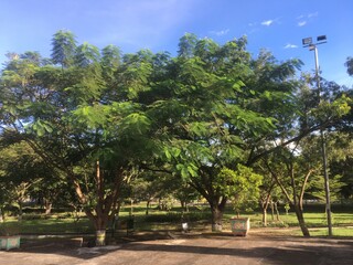 trees in the park