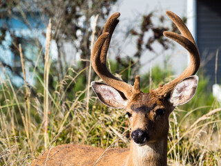 Fototapeta premium Deer with antlers in a residential neighborhood of Ocean Shores - Washington state, USA