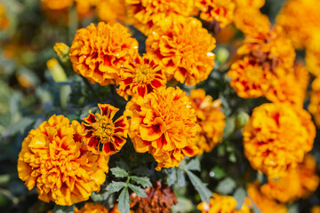 Chrysanthemums flower in the garden at spring day