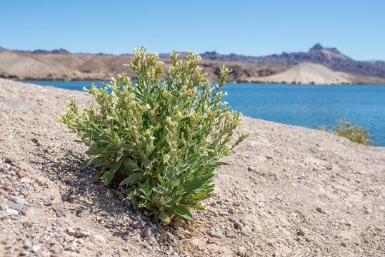 Desert tobacco (Nicotiana obtusifolia) with cream to white flowers in full bloom on the shores of Lake Mojave, Clark County, Nevada