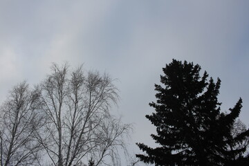 Obraz na płótnie Canvas black tree branches bare crowns against a gray sky depressing nature