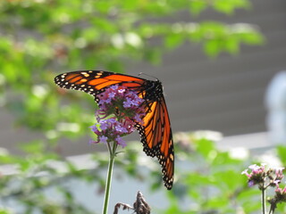 monarch butterfly on flower