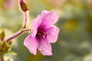 Fototapeta na wymiar Pink-purple-blue flowers