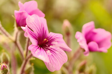 Pink-purple-blue flowers