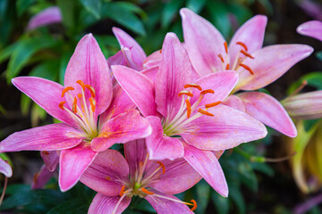 Beautiful pink Lily flower on green leaves background