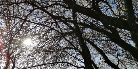 branches against blue sky