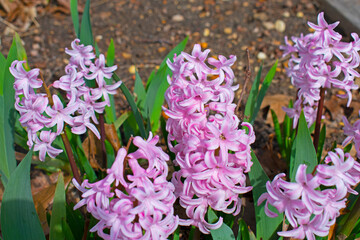 Fragrant pink hyacinth spiked flowers against a blurred background of green leaves and garden soil
