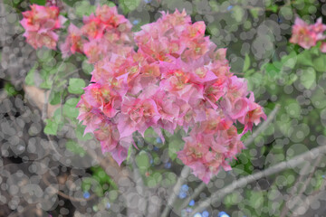 Beautiful flowers in spring background with bokeh effect