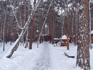 Winter Siberian forest, Omsk region
