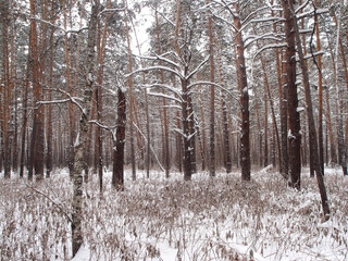 Winter Siberian forest, Omsk region