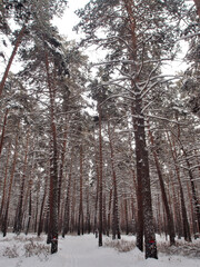 Winter Siberian forest, Omsk region