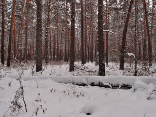 Winter Siberian forest, Omsk region