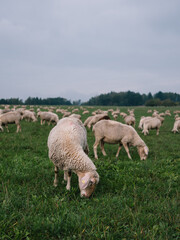 Obraz na płótnie Canvas Schafe weiden auf einer Wiese mit anderen Schafen im Hintergrund bei bewölktem Himmel im Herbst