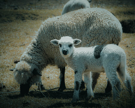 Imágenes de Borregas: descubre bancos de fotos ilustraciones vectores