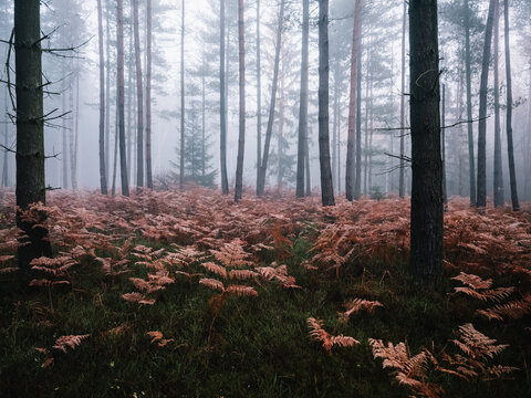 nebliger Wald mit roten Farnpflanzen im Herbst