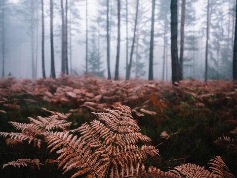nebliger Wald mit roten Farnpflanzen im Herbst