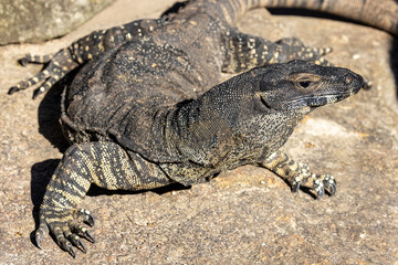 Fototapeta premium Lace Monitor basking on rock