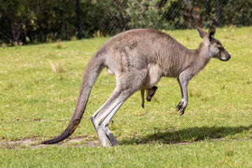 Eastern Grey Kangaroo hopping with joey in pouch