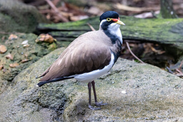 Banded Lapwing resting on rock