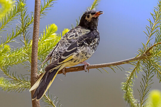 Regent Honeyeater