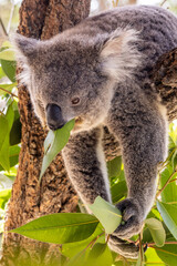 Koala feeding on gum leaves