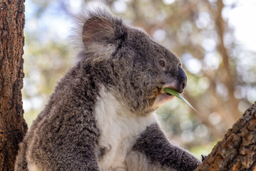 Koala feeding on gum leaves © Ken Griffiths