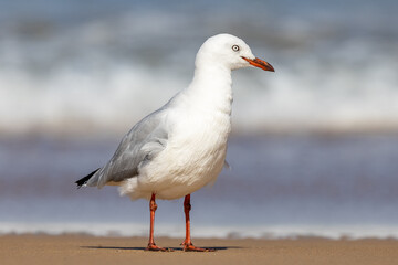Silver Gull on sandy beach