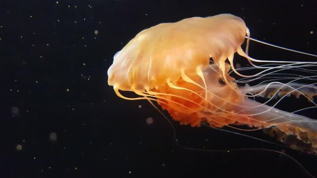 Black Sea Nettle swimming in a tank. Black jellyfish or Sarlacc jellyfish.