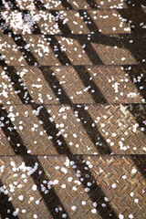 Fototapeta premium 鉄の階段に桜の花びら