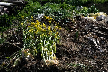 打ち捨てられた菜の花