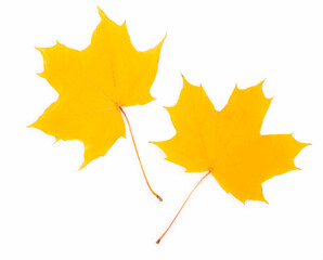 Yellow autumn maple-leaf isolated on white background.