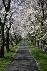 桜並木と道