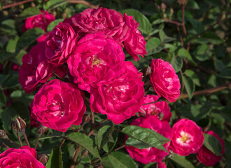 Spring blooming roses flower bed in the park. Closeup view of Rosa Nur Mahal flower clusters of fuchsia and pink petals blossoming in the garden.