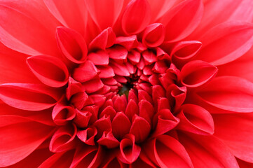 Beautiful Red dahlia close-up. Floral background. Macro