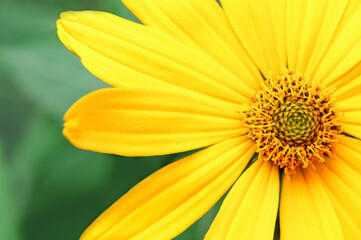 Yellow flower close-up, macro. Floral background.