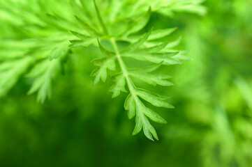 Blurred background. Fresh green carrot tops, top view. Green background.